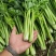 芹菜法国皇后芹菜西芹中棵大棵小棵电商货商超货工厂货