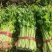 芹菜法国皇后芹菜西芹中棵大棵小棵电商货商超货工厂货
