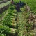 芹菜法国皇后芹菜西芹中棵大棵小棵电商货商超货工厂货