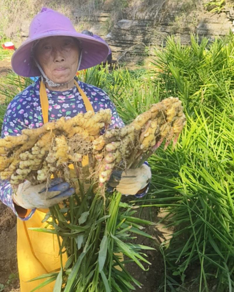 贵州生姜小黄姜大量现货供应，规格齐全，对接电商市场批发商