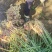 贵州生姜小黄姜大量现货供应，规格齐全，对接电商市场批发商