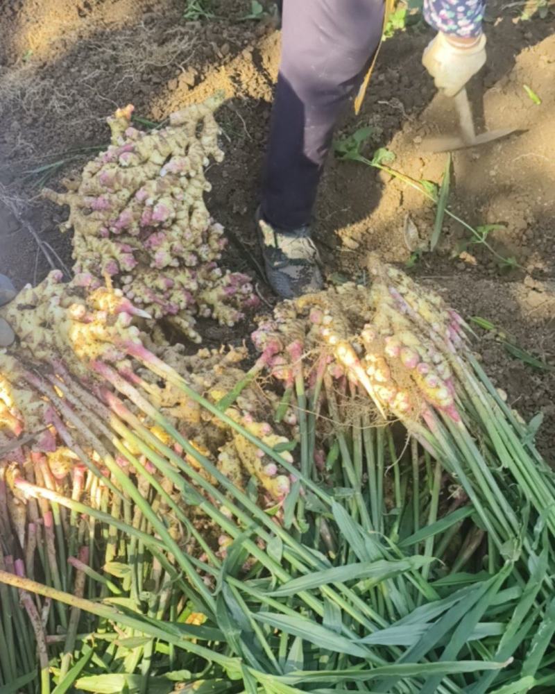 贵州生姜小黄姜大量现货供应，规格齐全，对接电商市场批发商