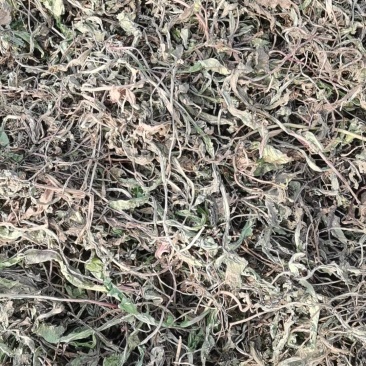 野生蒲公英干货，八吨左右，需要的电联