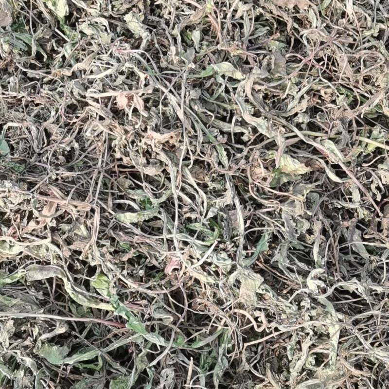 野生蒲公英干货，八吨左右，需要的电联