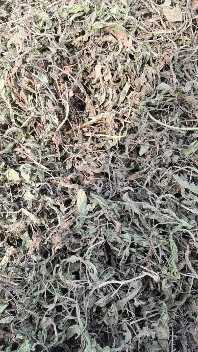 野生蒲公英干货，八吨左右，需要的电联