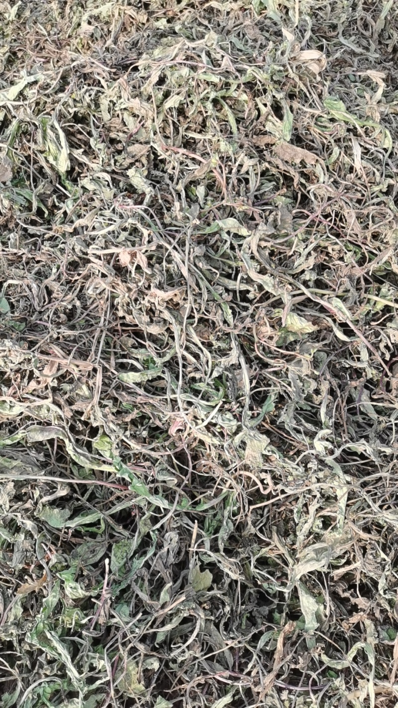 野生蒲公英干货，八吨左右，需要的电联