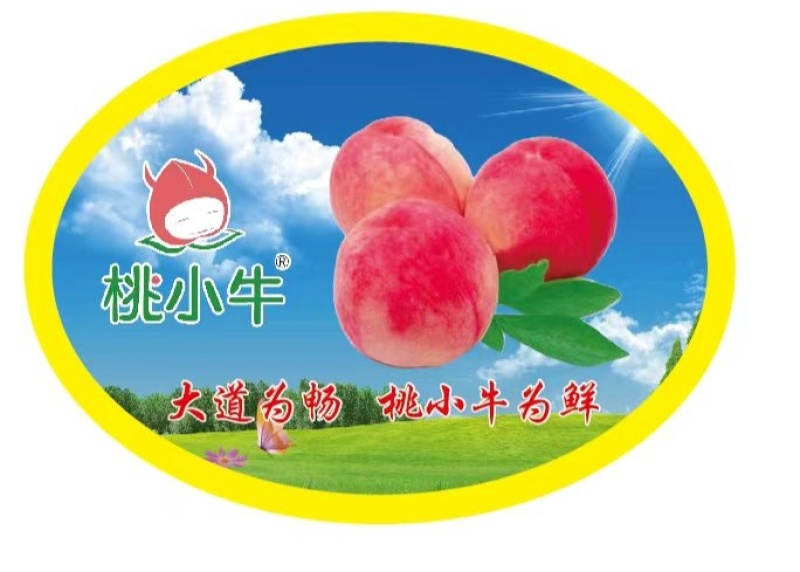 山东红富士苹果，一件代发，对接全网电商平台