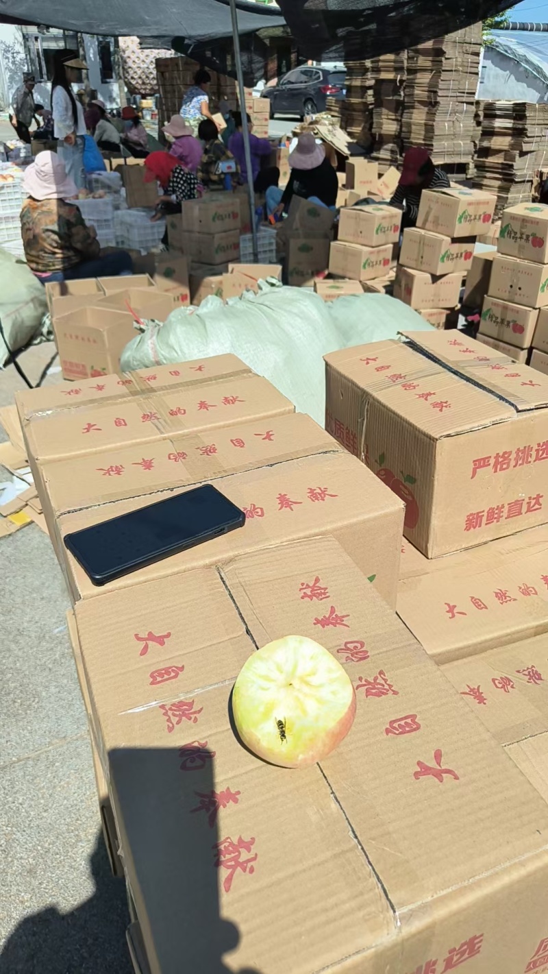 山东红富士苹果，一件代发，对接全网电商平台