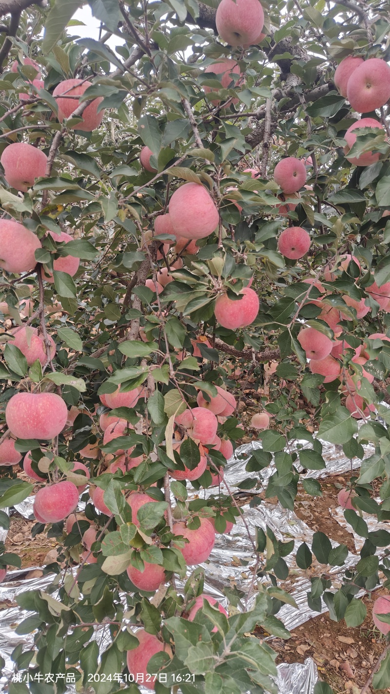 山东红富士苹果，一件代发，对接全网电商平台
