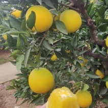 金堂脐橙