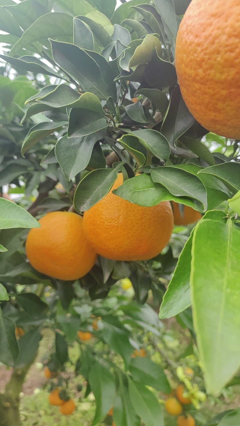 金堂脐橙