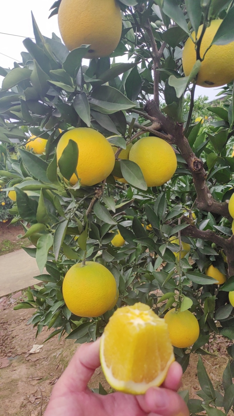 金堂脐橙