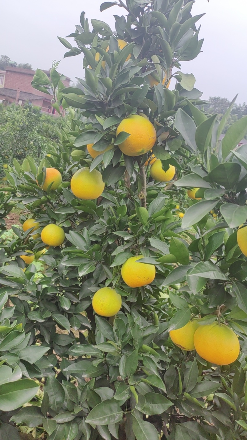 金堂脐橙