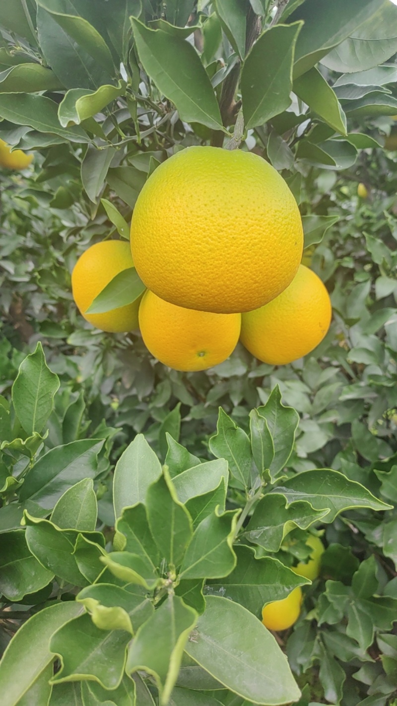金堂脐橙