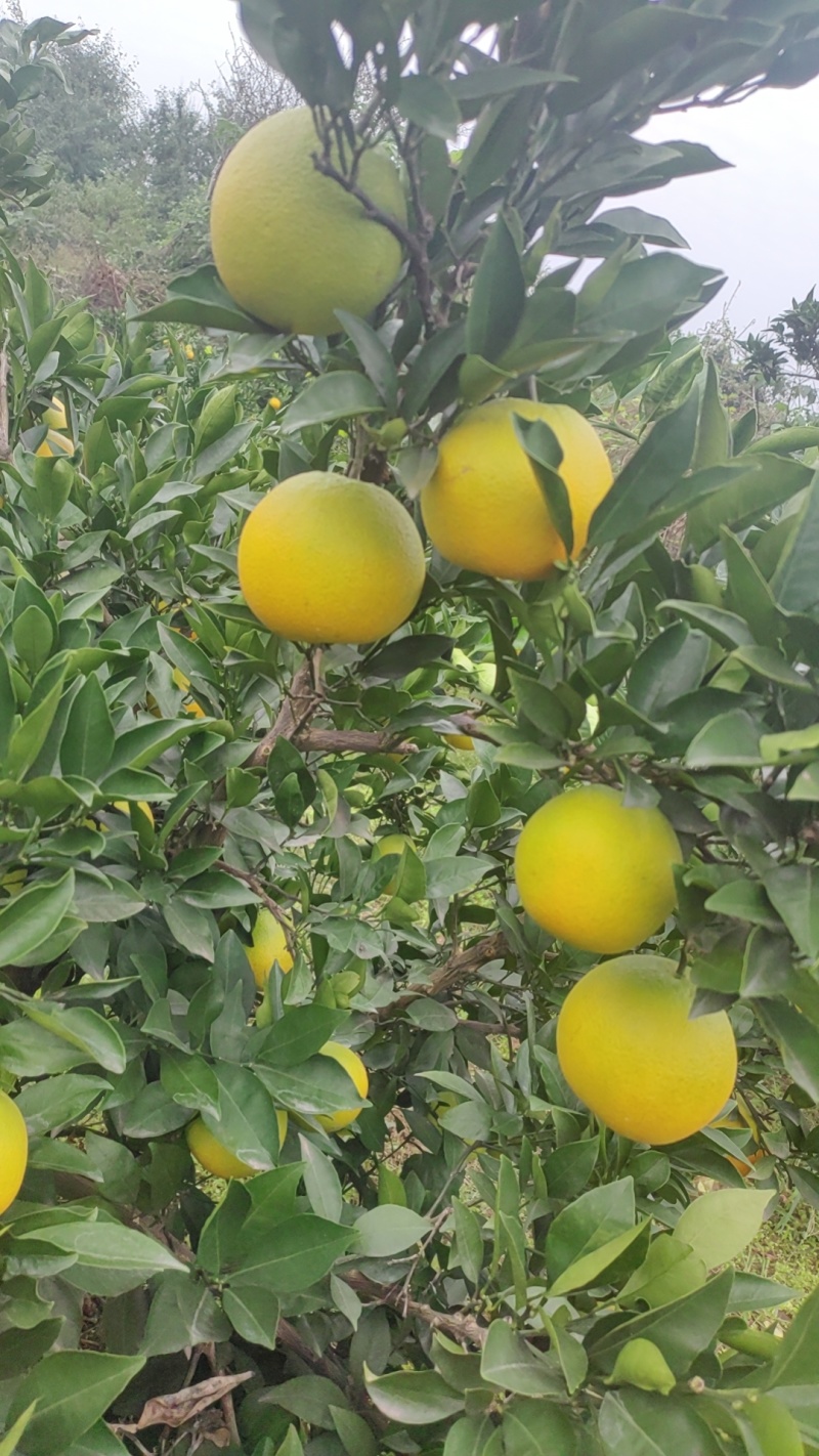 金堂脐橙