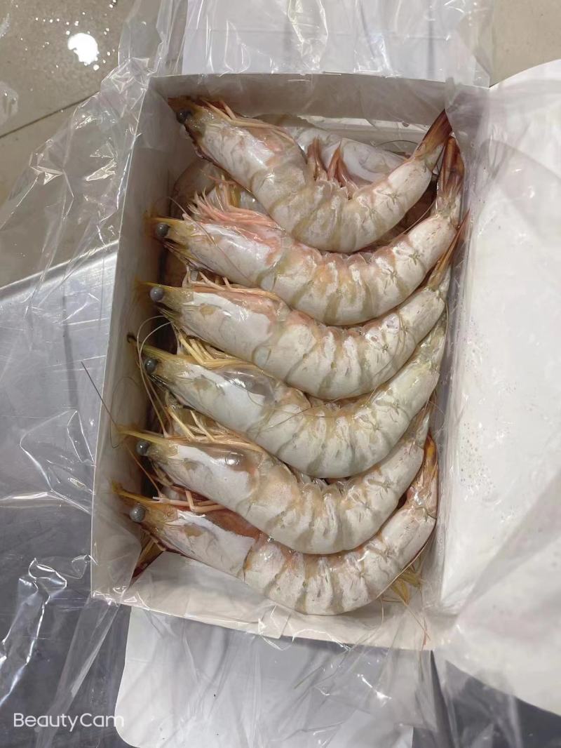 海南冷冻红脚虾