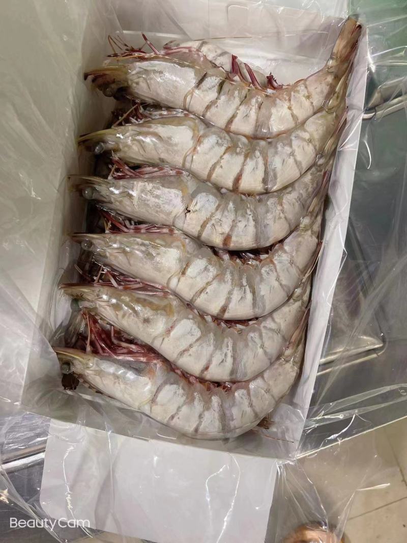海南冷冻红脚虾