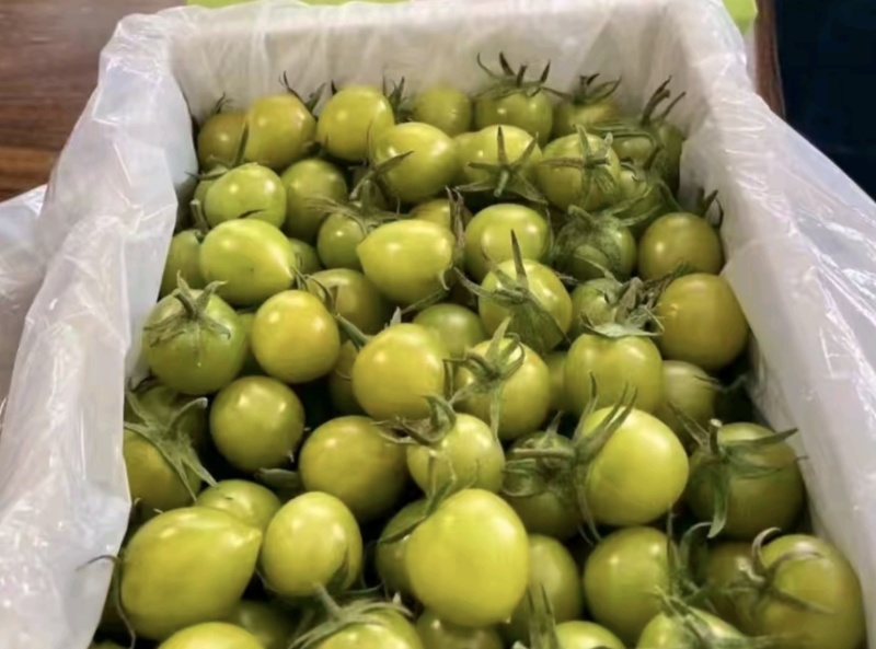 盘锦碱地柿子