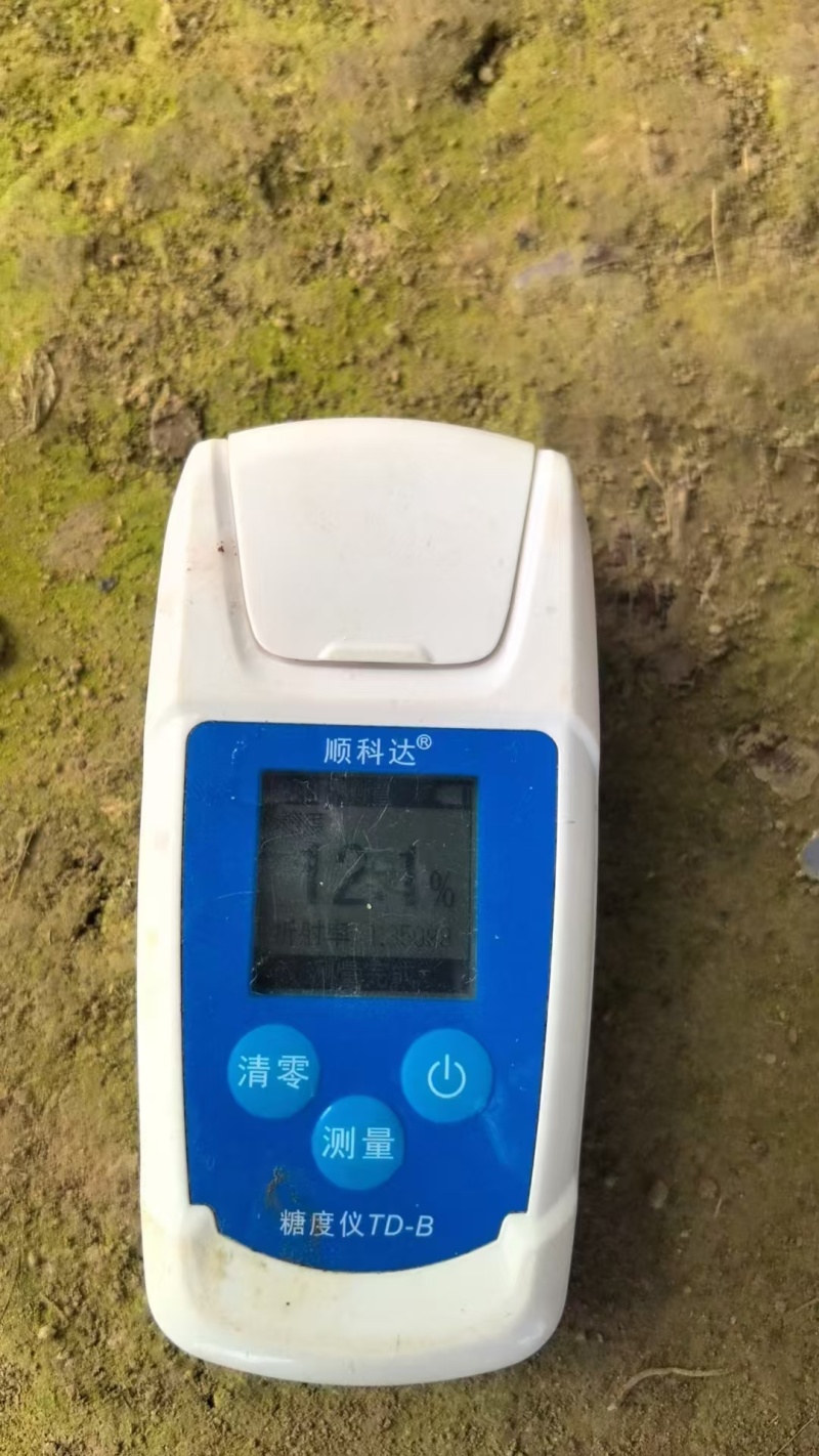 河南夏邑[美都西瓜]对接大型商超档口可视频欢迎