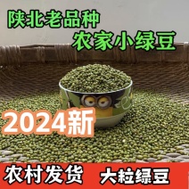 2024年陕北梯田旱地绿豆自家农田优质羊粪培育小绿豆