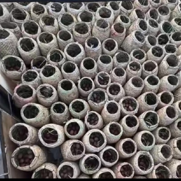 白洋淀特色烤海鸭蛋，咸鸭蛋，个个爆油，送礼佳品