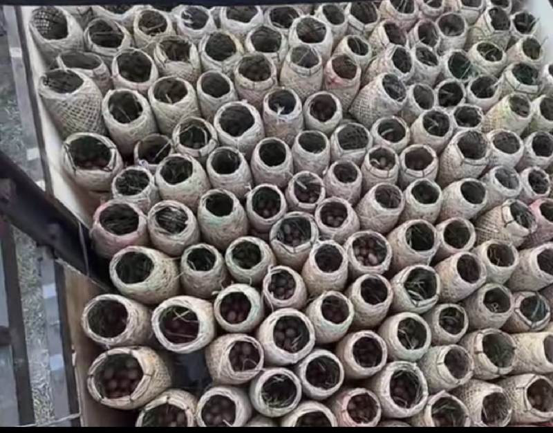 白洋淀特色烤海鸭蛋，咸鸭蛋，个个爆油，送礼佳品