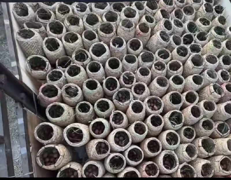 白洋淀特色烤海鸭蛋，咸鸭蛋，个个爆油，送礼佳品