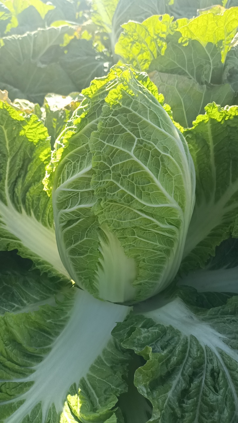 精品玲珑黄白菜货源充足产地直发质量保证欢迎订购