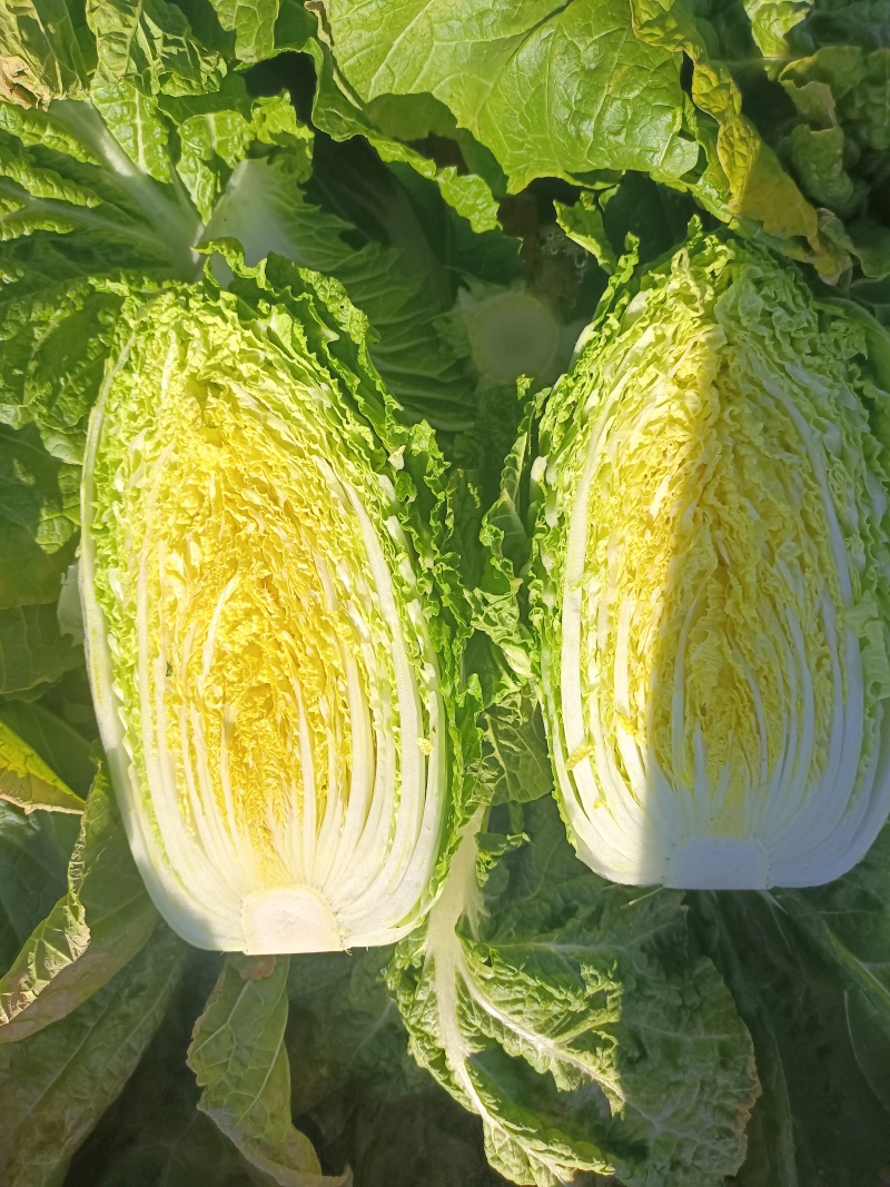 精品玲珑黄白菜货源充足产地直发质量保证欢迎订购