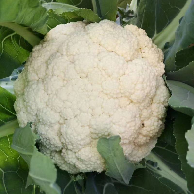 花菜苗，青梗松散有机菜花苗，高抗病毒，耐死棵