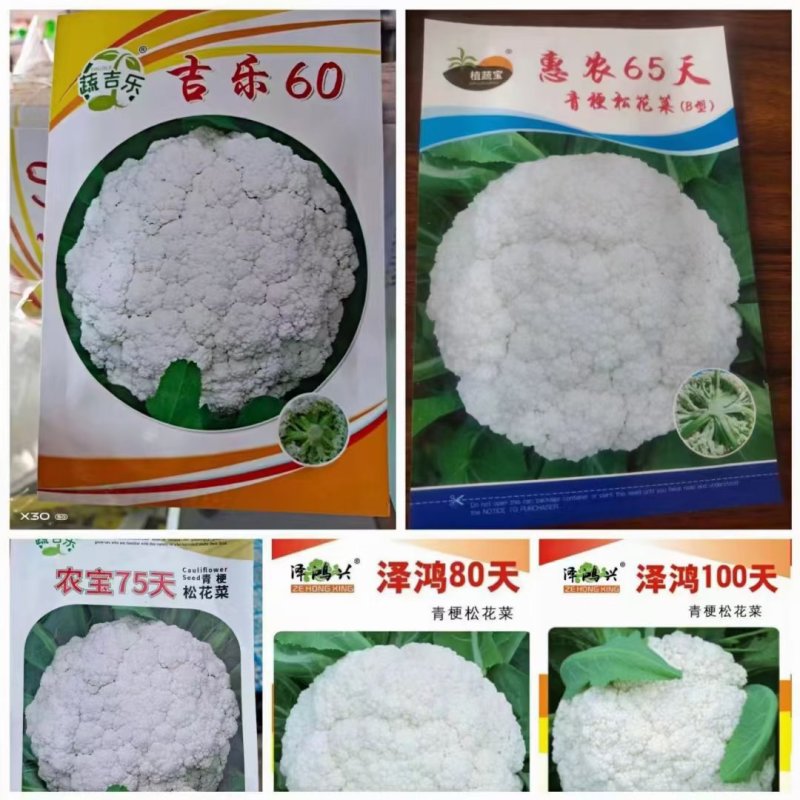 花菜苗，青梗松散有机菜花苗，高抗病毒，耐死棵