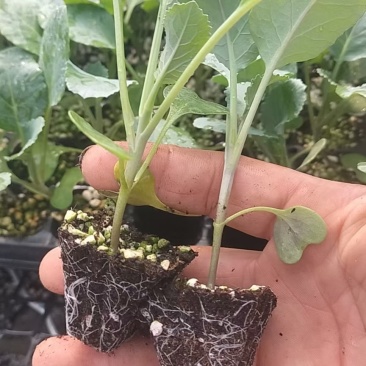 花菜苗，青梗松散有机菜花苗，高抗病毒，耐死棵