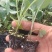 花菜苗，青梗松散有机菜花苗，高抗病毒，耐死棵
