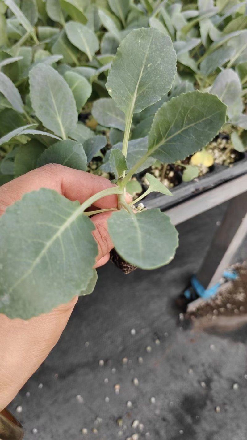 花菜苗，青梗松散有机菜花苗，高抗病毒，耐死棵
