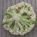 花菜苗，青梗松散有机菜花苗，高抗病毒，耐死棵