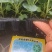 花菜苗，青梗松散有机菜花苗，高抗病毒，耐死棵