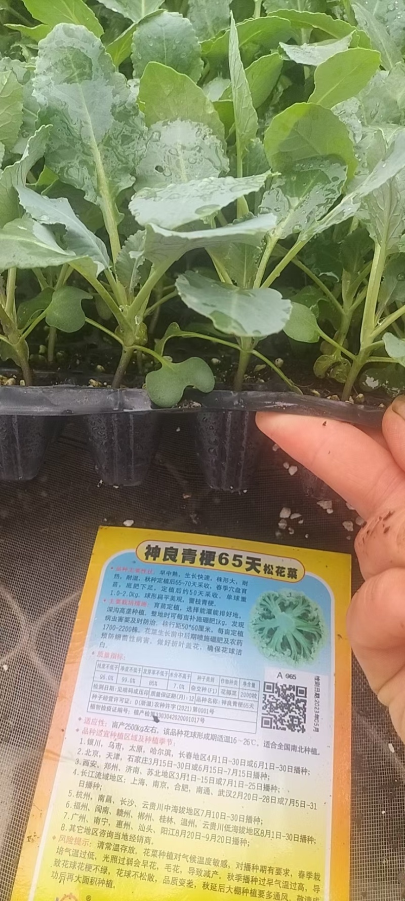 花菜苗，青梗松散有机菜花苗，高抗病毒，耐死棵