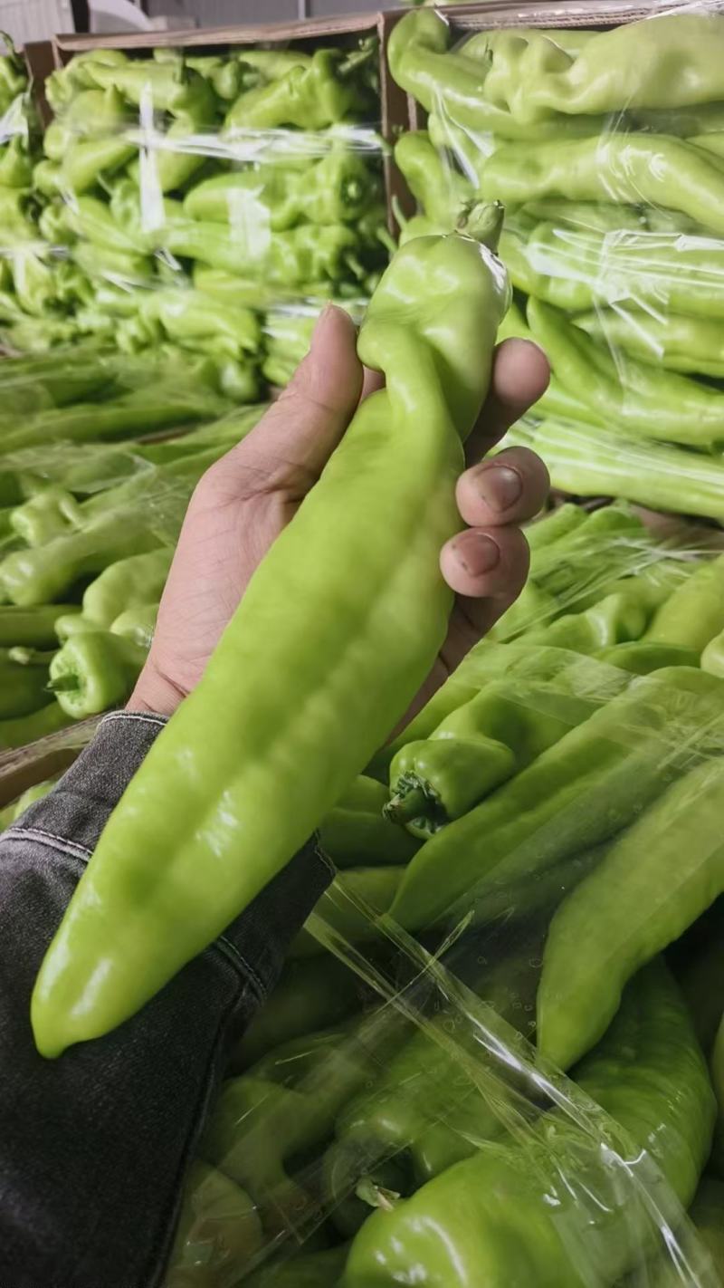 【买家认可】黄皮尖椒种植面积百亩实力供货对接市场