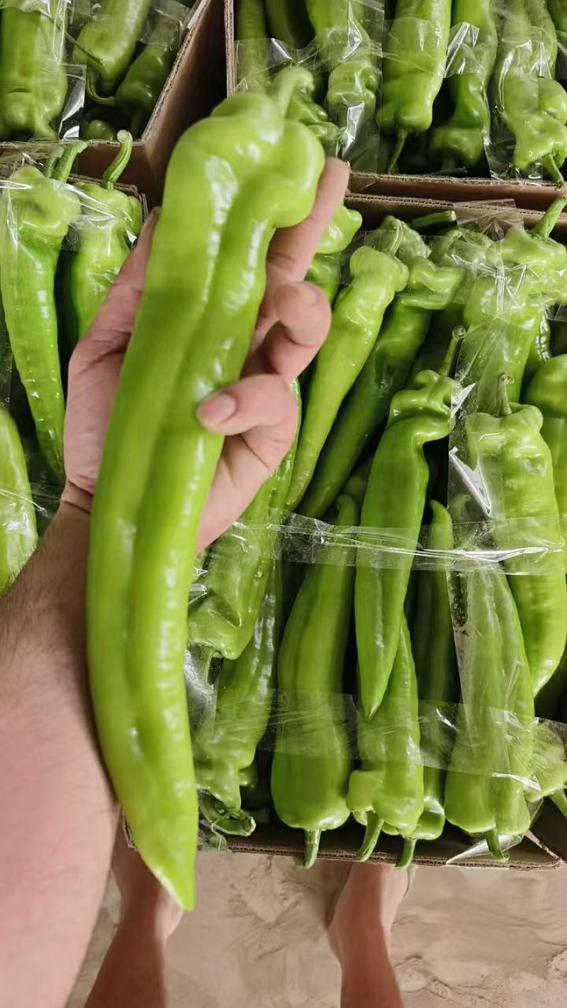 【买家认可】黄皮尖椒种植面积百亩实力供货对接市场
