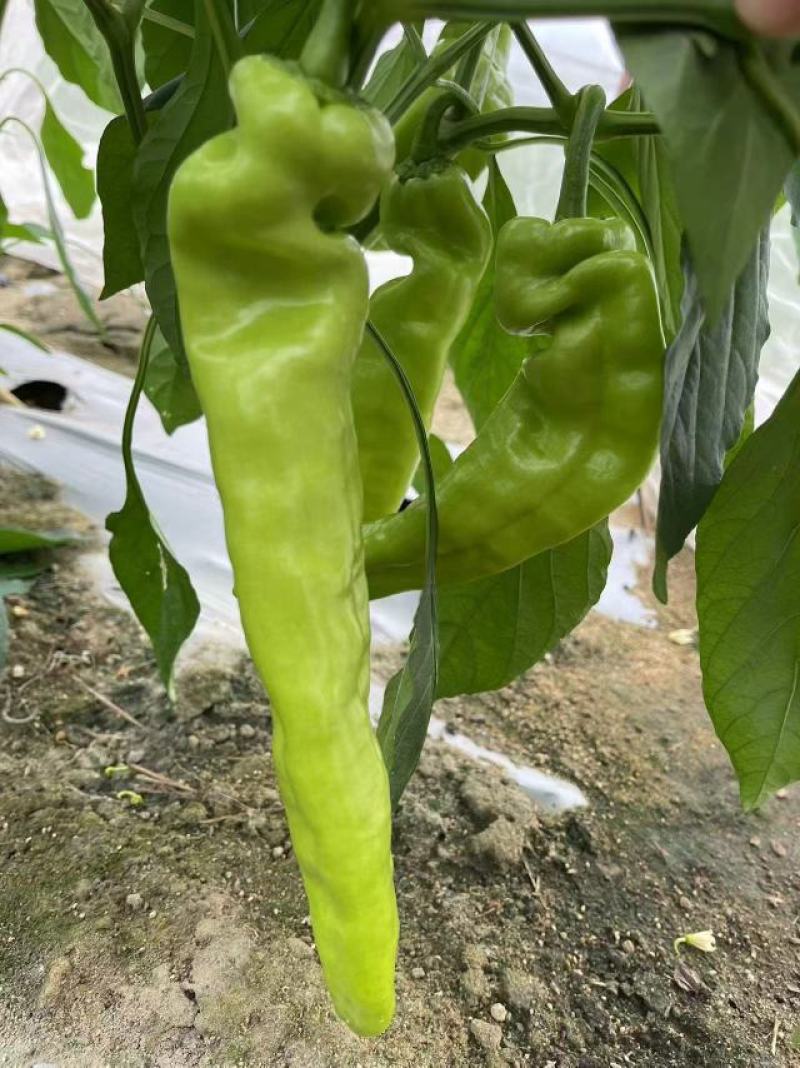 【买家认可】黄皮尖椒种植面积百亩实力供货对接市场