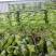 【买家认可】黄皮尖椒种植面积百亩实力供货对接市场