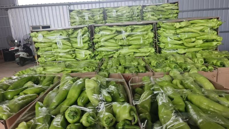 【买家认可】黄皮尖椒种植面积百亩实力供货对接市场