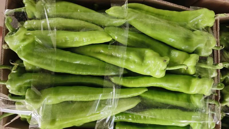 【买家认可】黄皮尖椒种植面积百亩实力供货对接市场