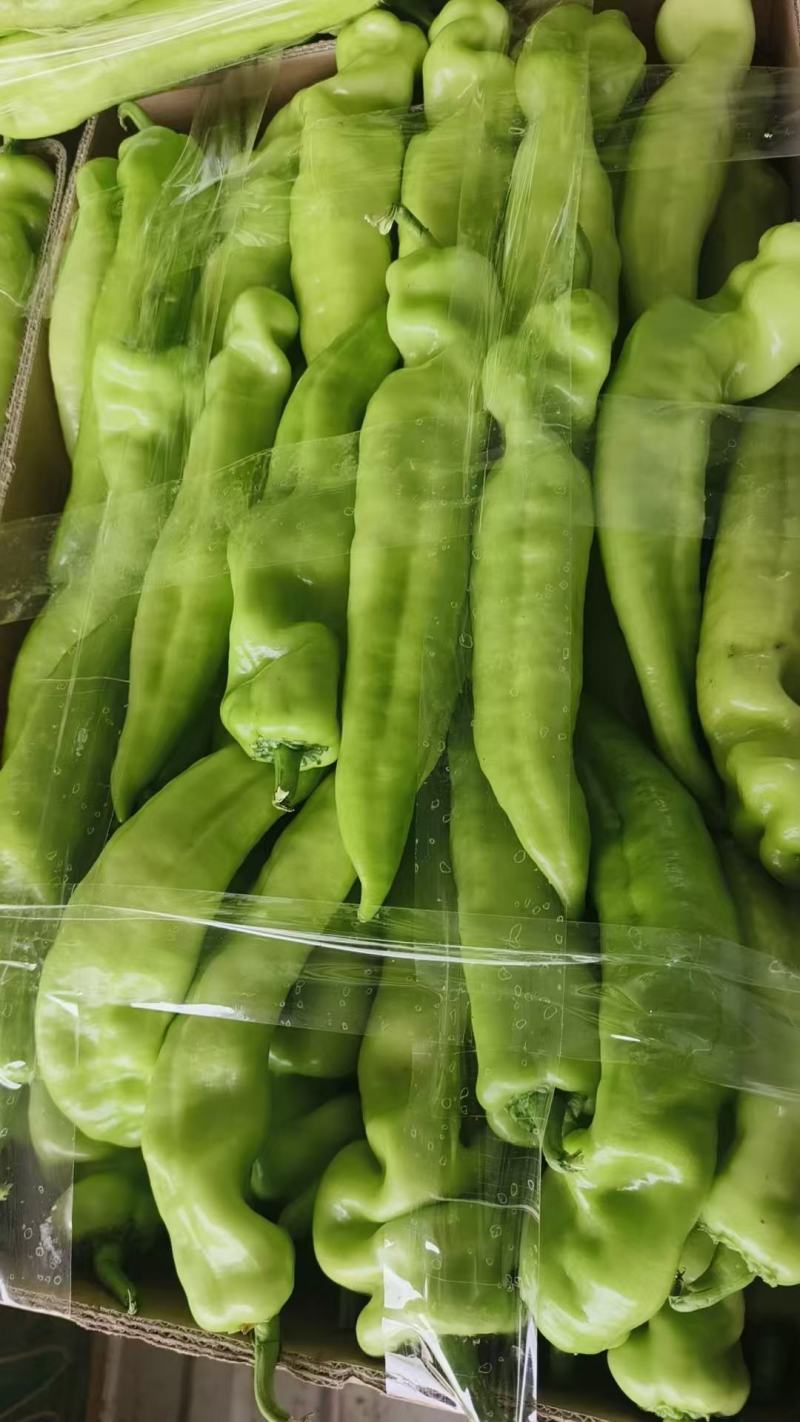 黄皮尖椒表皮光滑无虫眼新鲜发货全国走货