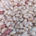 云南雀蛋豆花芸豆花豆奶花豆农家自种产地直发