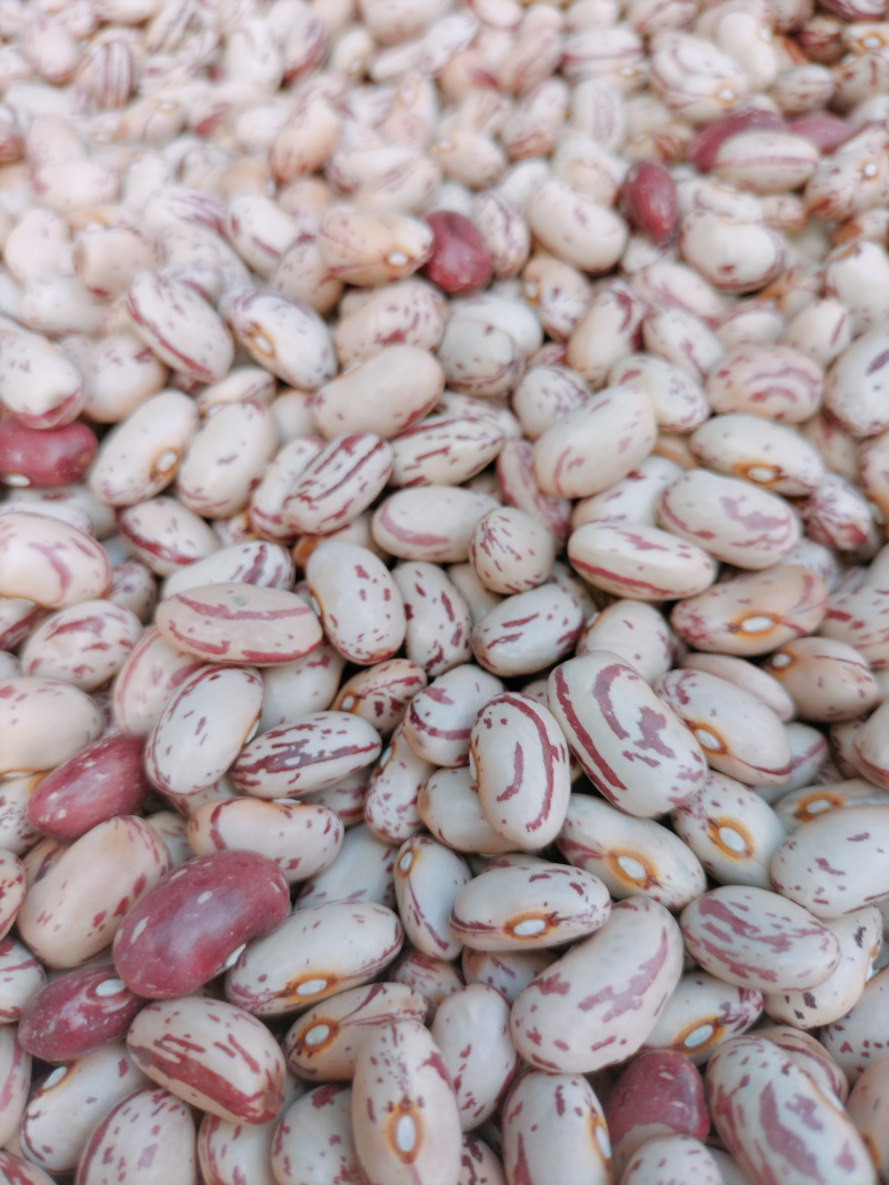 云南雀蛋豆花芸豆花豆奶花豆农家自种产地直发