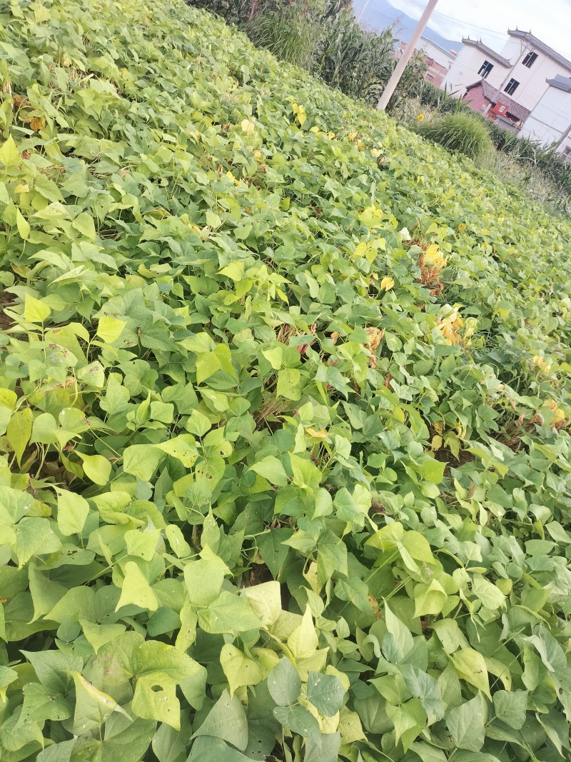 云南雀蛋豆花芸豆花豆奶花豆农家自种产地直发