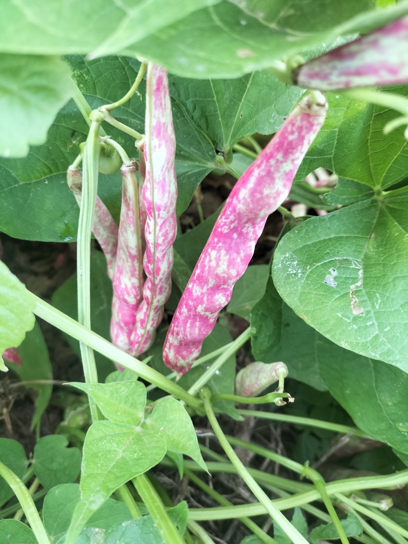 云南雀蛋豆花芸豆花豆奶花豆农家自种产地直发