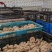 平菇大量上市自家基地品质保证欢迎来电下单