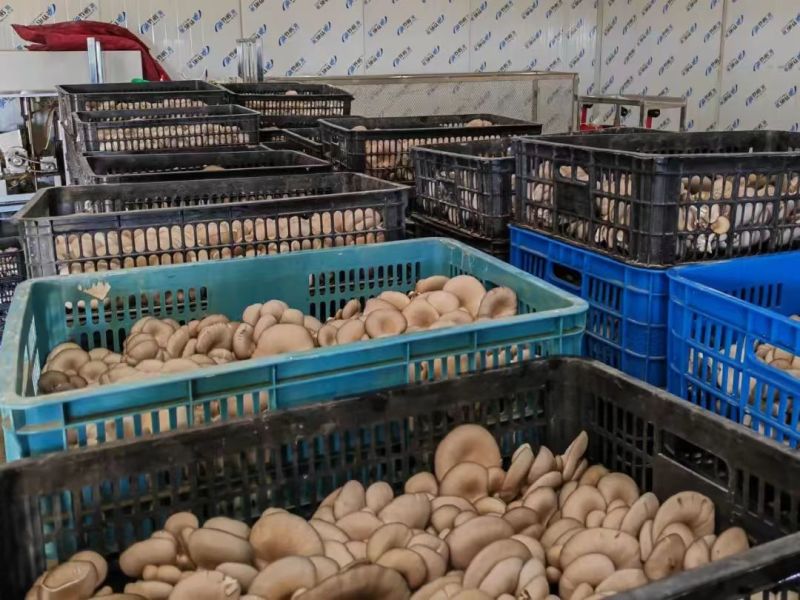 平菇大量上市自家基地品质保证欢迎来电下单